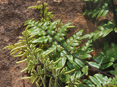 Cheilanthes quadripinnata