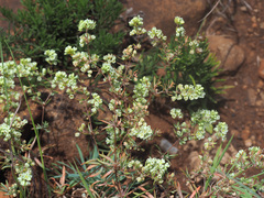 Psammotropha mucronata