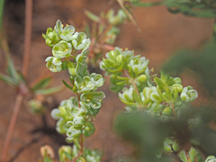 Psammotropha mucronata