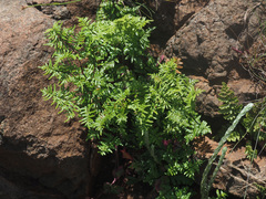 Cheilanthes quadripinnata
