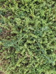 Atriplex suberecta