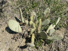 Opuntia basilaris