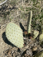 Opuntia basilaris