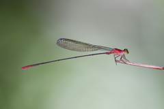 Teinobasis rufithorax