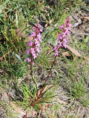 Stylidium montanum