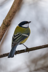 Parus major