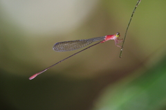 Teinobasis rufithorax