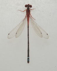Xanthagrion erythroneurum