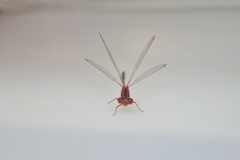 Xanthagrion erythroneurum