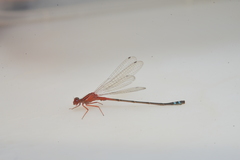 Xanthagrion erythroneurum