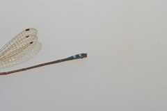 Xanthagrion erythroneurum