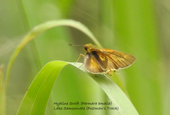 Parnara amalia