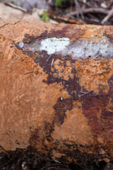 Peniophora aurantiaca