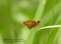 Parnara amalia