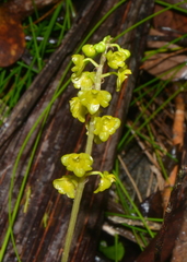 Crepidium taurinum