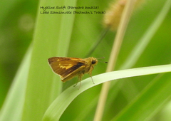 Parnara amalia