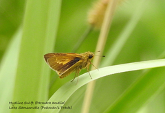 Parnara amalia