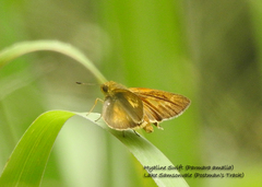 Parnara amalia