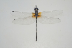 Synthemis miranda