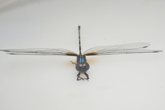 Synthemis miranda