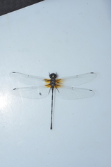 Synthemis miranda