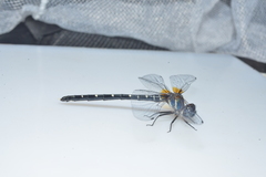 Synthemis miranda