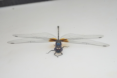 Synthemis miranda