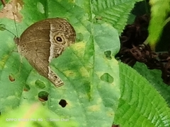 Mycalesis perseoides