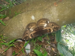 Erebus terminitincta