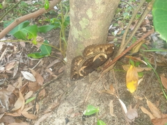 Erebus terminitincta