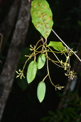 Agatea longipedicellata