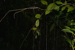Agatea longipedicellata