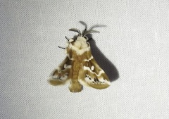Porela subfasciata