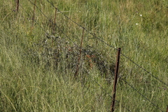 Rubus ludwigii