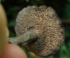 Sarcodon carbonarius