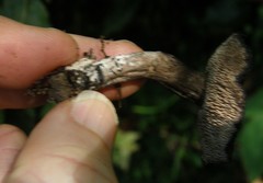 Sarcodon carbonarius