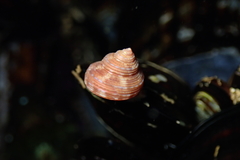 Calliostoma supragranosum