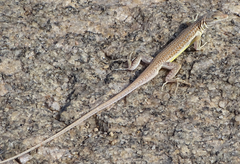 Pedioplanis breviceps