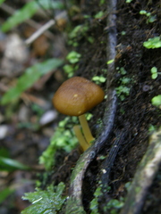 Pluteus pauperculus