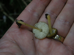Pluteus pauperculus