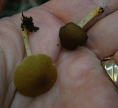 Pluteus pauperculus