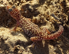 Pachydactylus maraisi