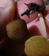 Pluteus pauperculus
