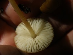 Pluteus pauperculus