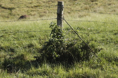 Rubus ludwigii