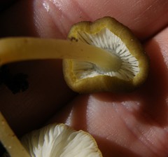Pluteus pauperculus