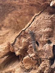Amorphoscelidae