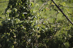 Rubus ludwigii