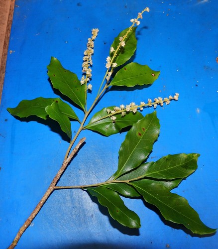 Homalium circumpinnatum, 2022-02-21