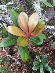 Myrsine lessertiana